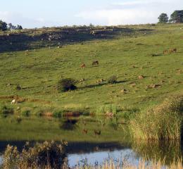 Grazing At Waters Edge